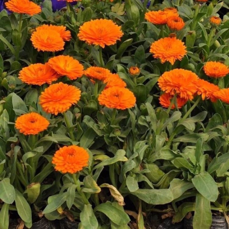 金盏菊，基地直发，大量供应金盏菊100万盆