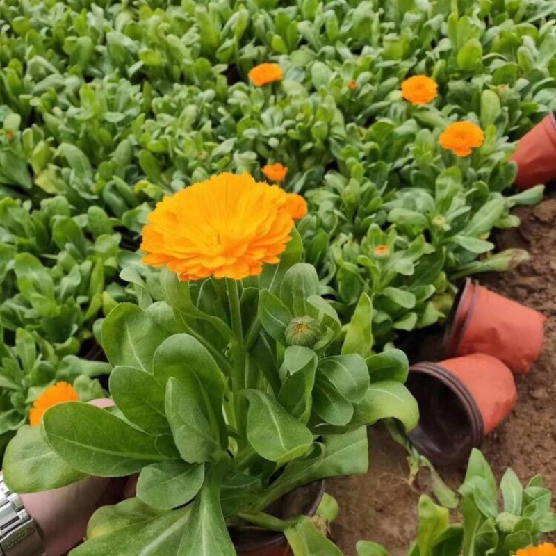 金盏菊，基地直发，大量供应金盏菊100万盆
