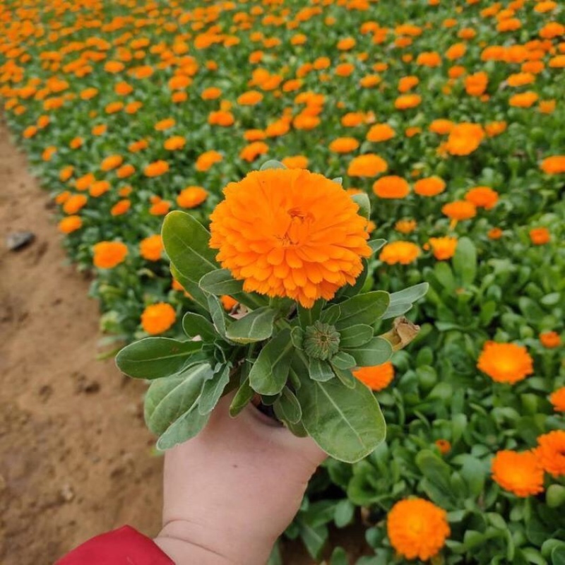 金盏菊，基地直发，大量供应金盏菊100万盆