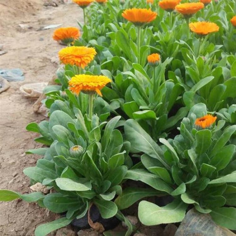 金盏菊，基地直发，大量供应金盏菊100万盆
