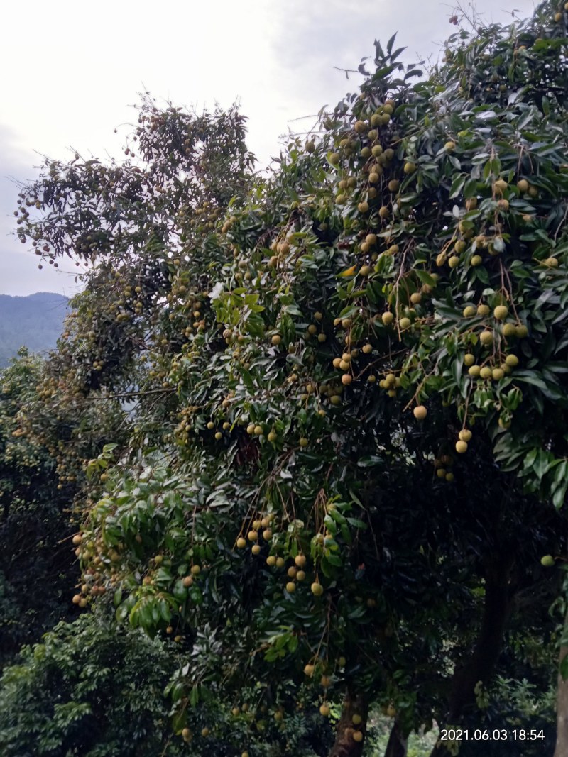 桂味荔枝