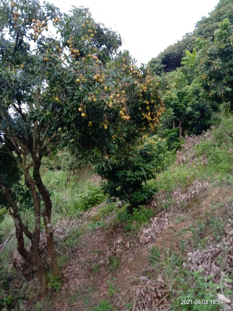 桂味荔枝