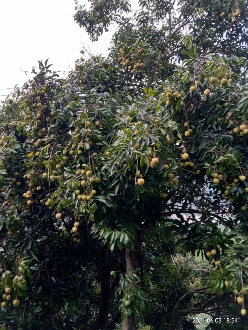 桂味荔枝