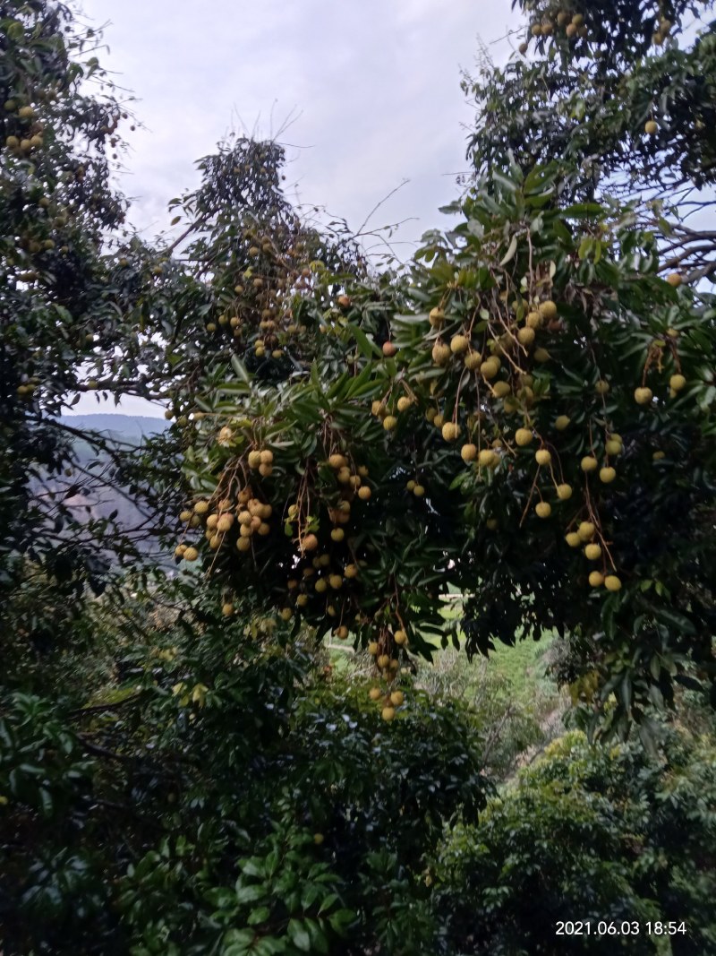 桂味荔枝