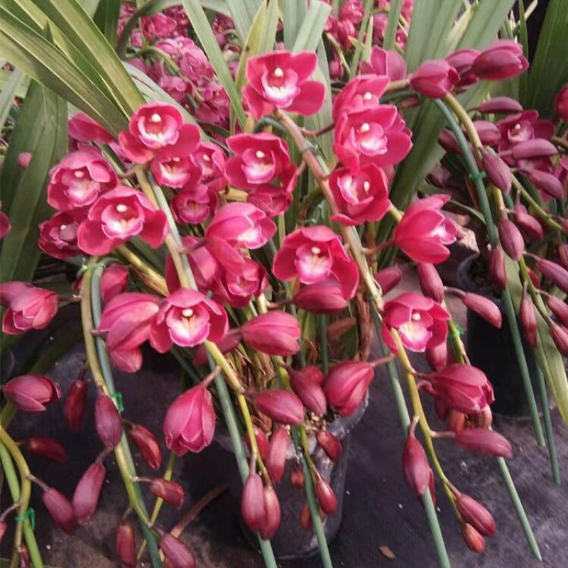 大花蕙兰花色齐全品种多大花蕙兰盆栽花卉基地批发