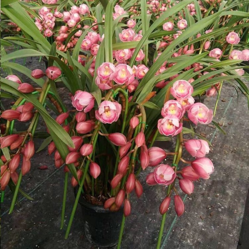 大花蕙兰花色齐全品种多大花蕙兰盆栽花卉基地批发