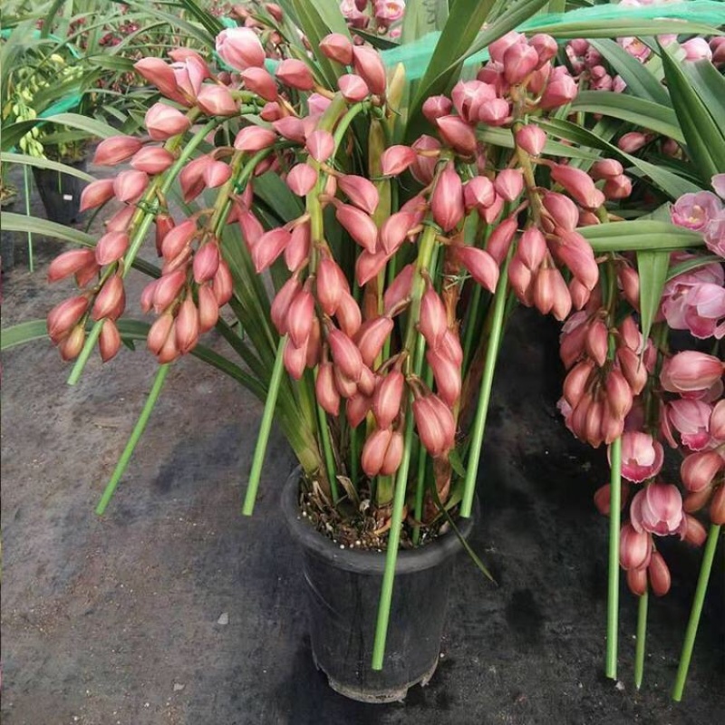 大花蕙兰花色齐全品种多大花蕙兰盆栽花卉基地批发