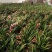 大花蕙兰花色齐全品种多大花蕙兰盆栽花卉基地批发