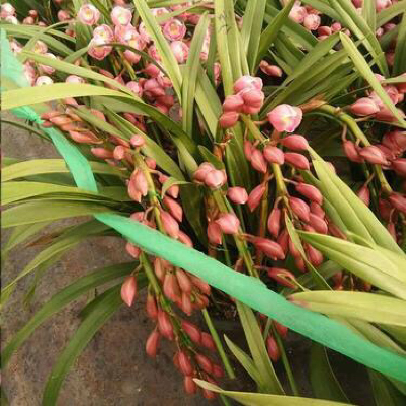 大花蕙兰花色齐全品种多大花蕙兰盆栽花卉基地批发