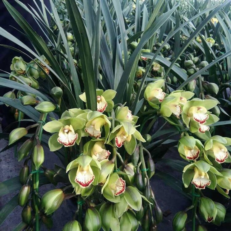 大花蕙兰花色齐全品种多大花蕙兰盆栽花卉基地批发