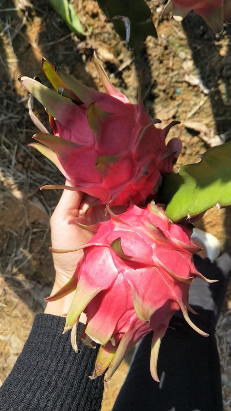 广西红心火龙果大量上市中，产地直发，可代发