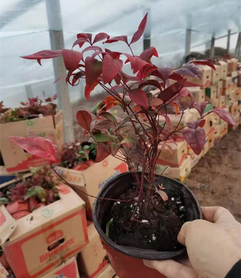 火焰南天竹批发基地基地供应易成活景观花卉