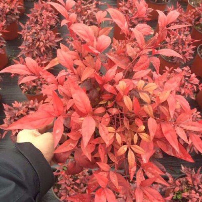火焰南天竹批发基地基地供应易成活景观花卉