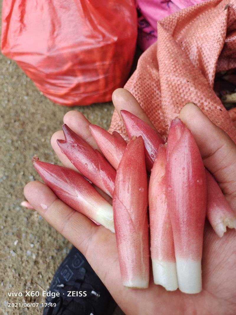 云南文山洋菏洋河阳菏阳和阳呵鲜货红货精品洋菏芽