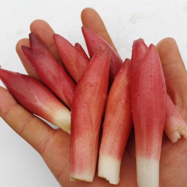 云南文山洋菏洋河阳菏阳和阳呵鲜货红货精品洋菏芽