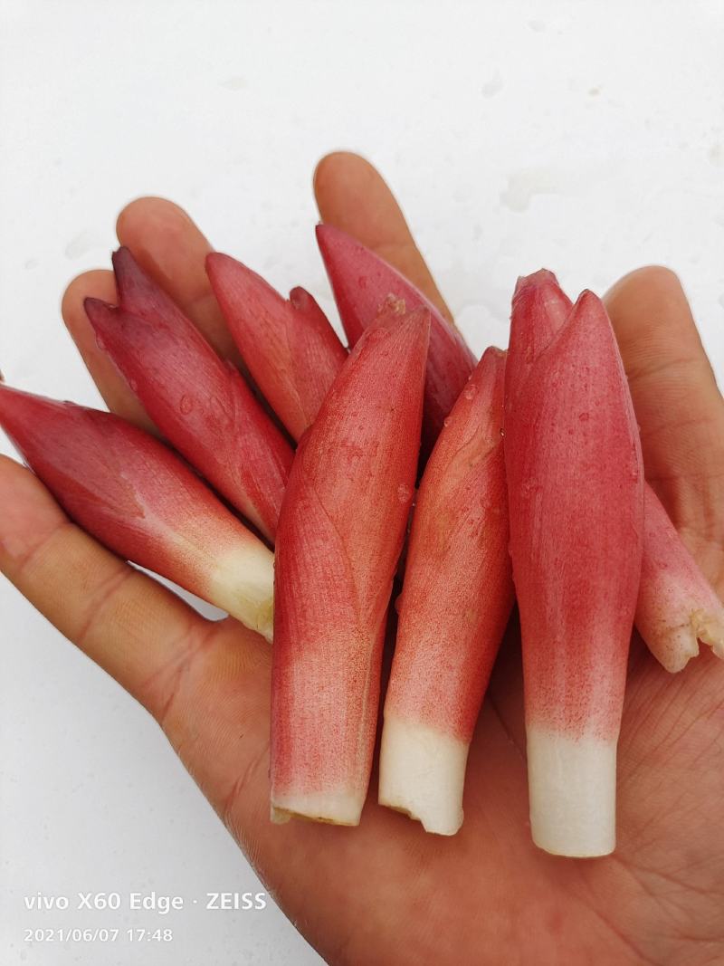 云南文山洋菏洋河阳菏阳和阳呵鲜货红货精品洋菏芽