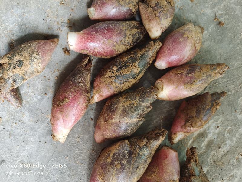 云南文山洋菏洋河阳菏阳和阳呵鲜货红货精品洋菏芽