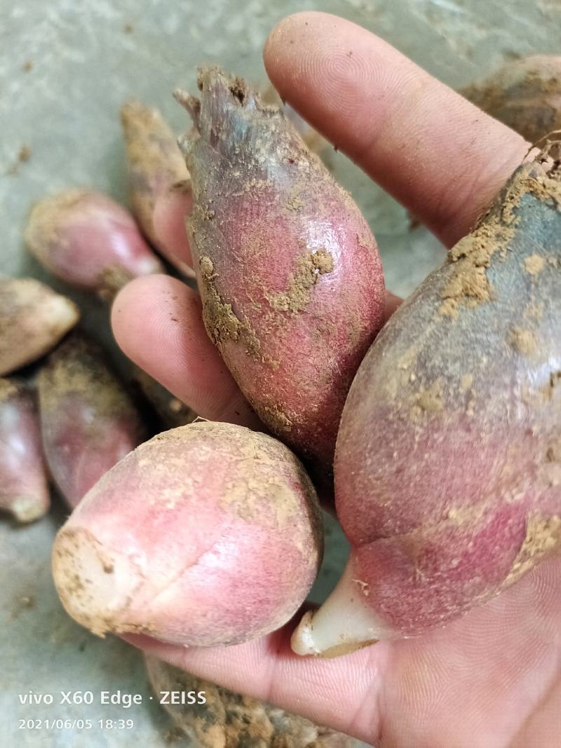 云南文山洋菏洋河阳菏阳和阳呵鲜货红货精品洋菏芽