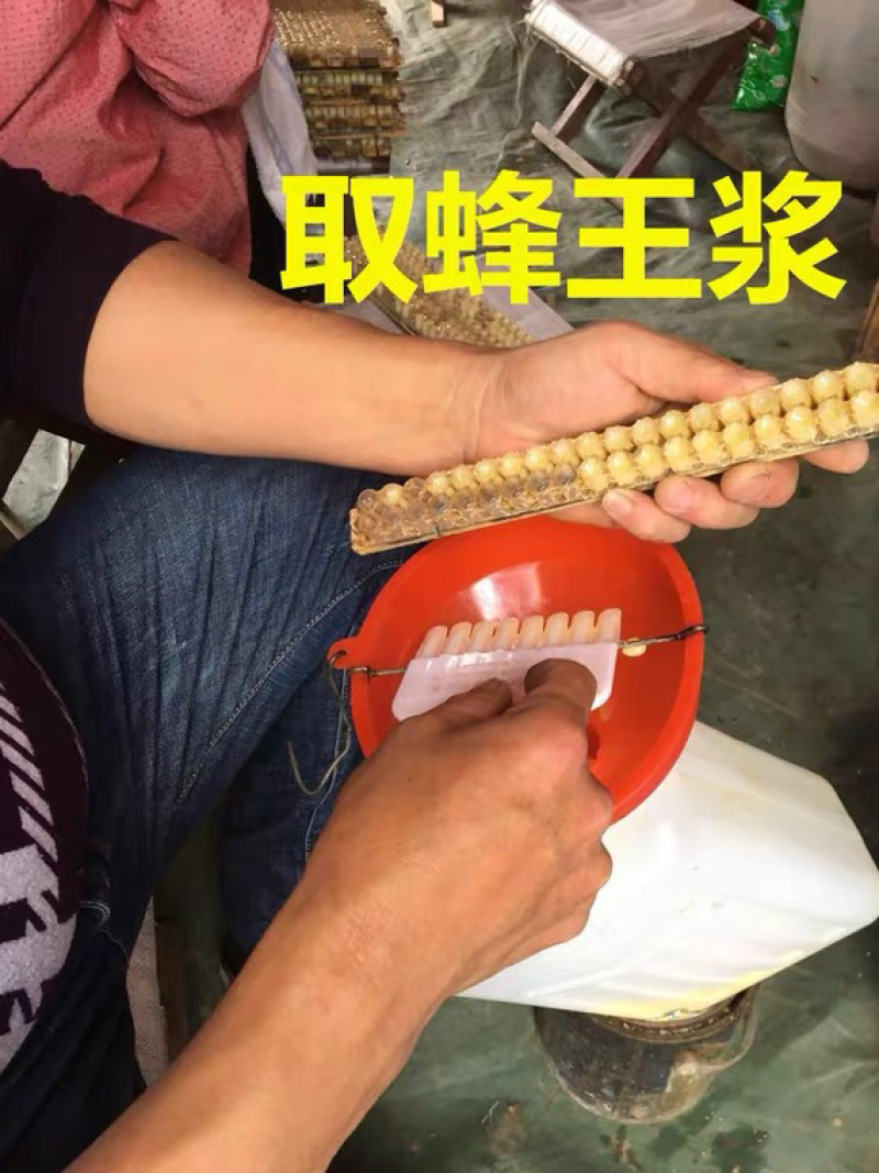 【油菜王浆】蜂王浆1斤一件代发