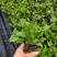 大滨菊多年生花卉大滨菊营养钵苗批发价格