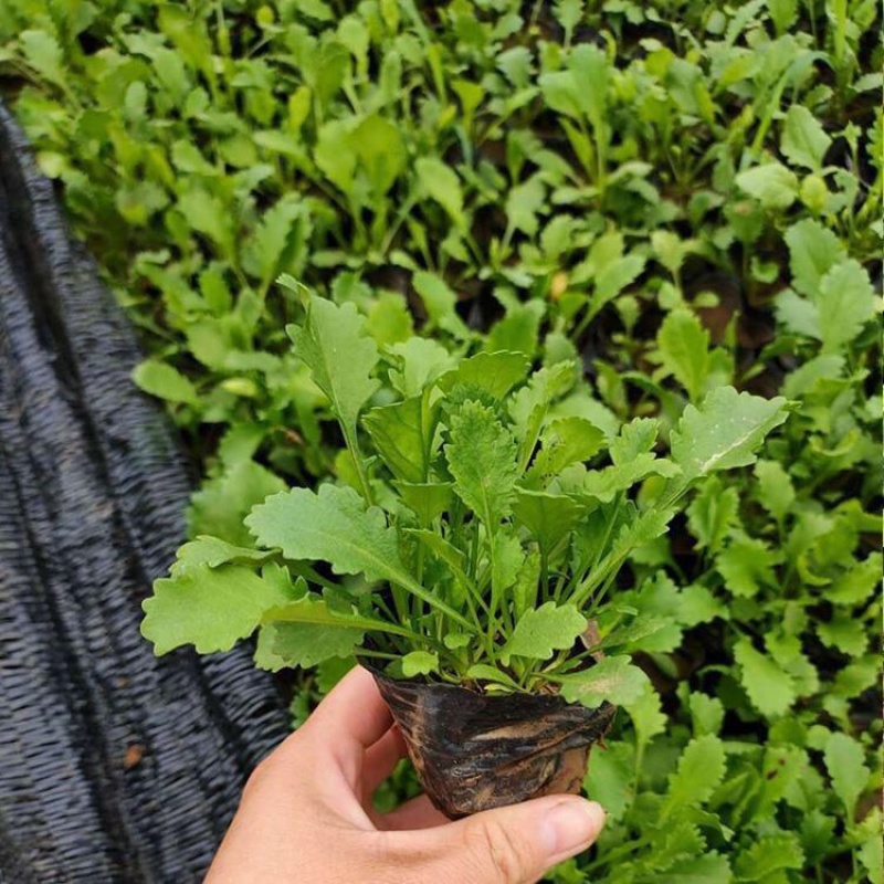 大滨菊多年生花卉大滨菊营养钵苗批发价格