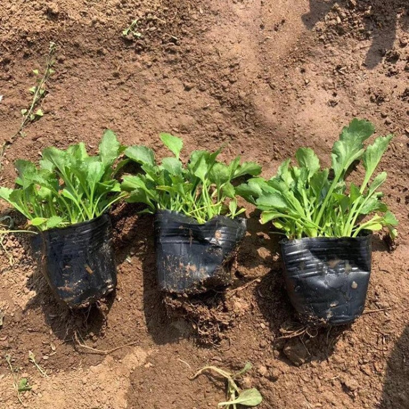 大滨菊多年生花卉大滨菊营养钵苗批发价格