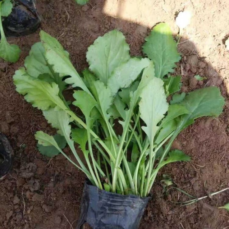 大滨菊多年生花卉大滨菊营养钵苗批发价格