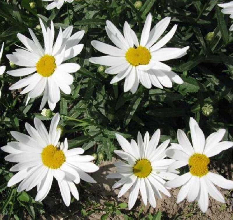 大滨菊多年生花卉大滨菊营养钵苗批发价格