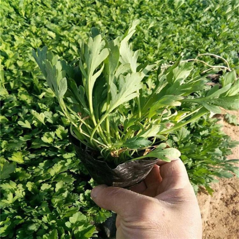 大滨菊多年生花卉大滨菊营养钵苗批发价格