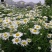 大滨菊多年生花卉大滨菊营养钵苗批发价格
