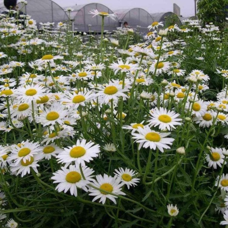 大滨菊多年生花卉大滨菊营养钵苗批发价格