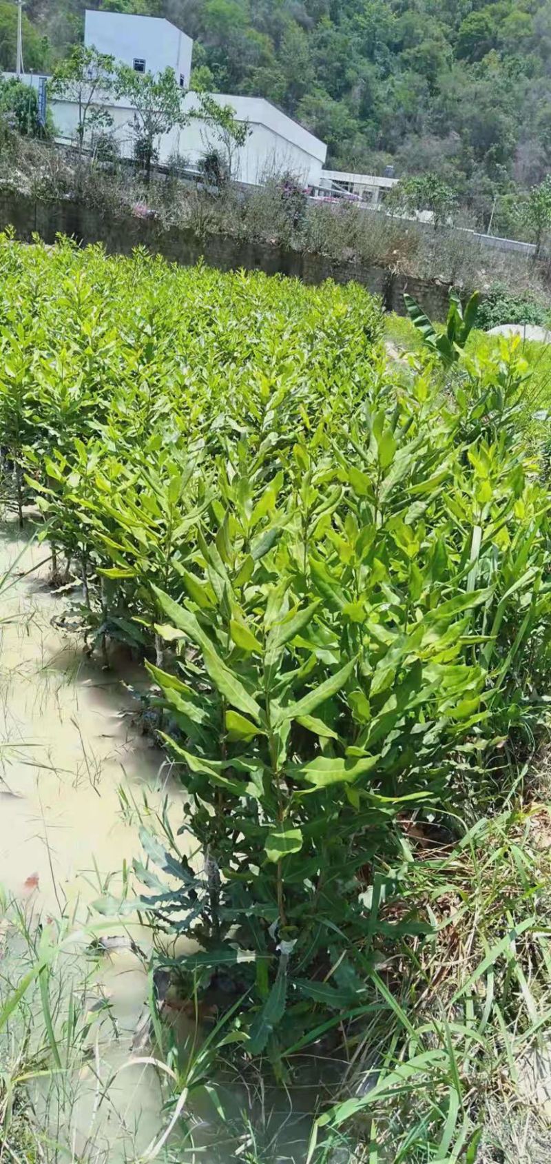 澳洲坚果苗，澳洲坚果嫁接苗，夏威夷果苗，基地直供，不零售