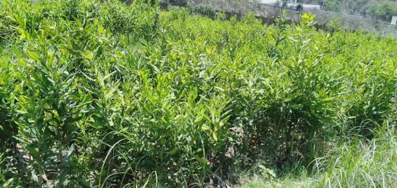 澳洲坚果苗，澳洲坚果嫁接苗，夏威夷果苗，基地直供，不零售