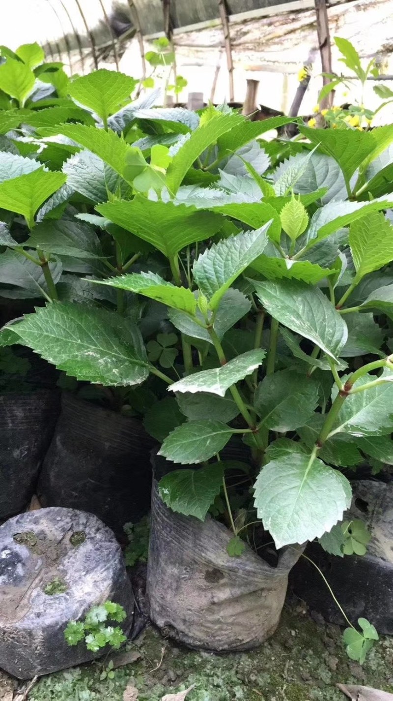八仙花杯苗，地苗，工程苗，高度20-30公分