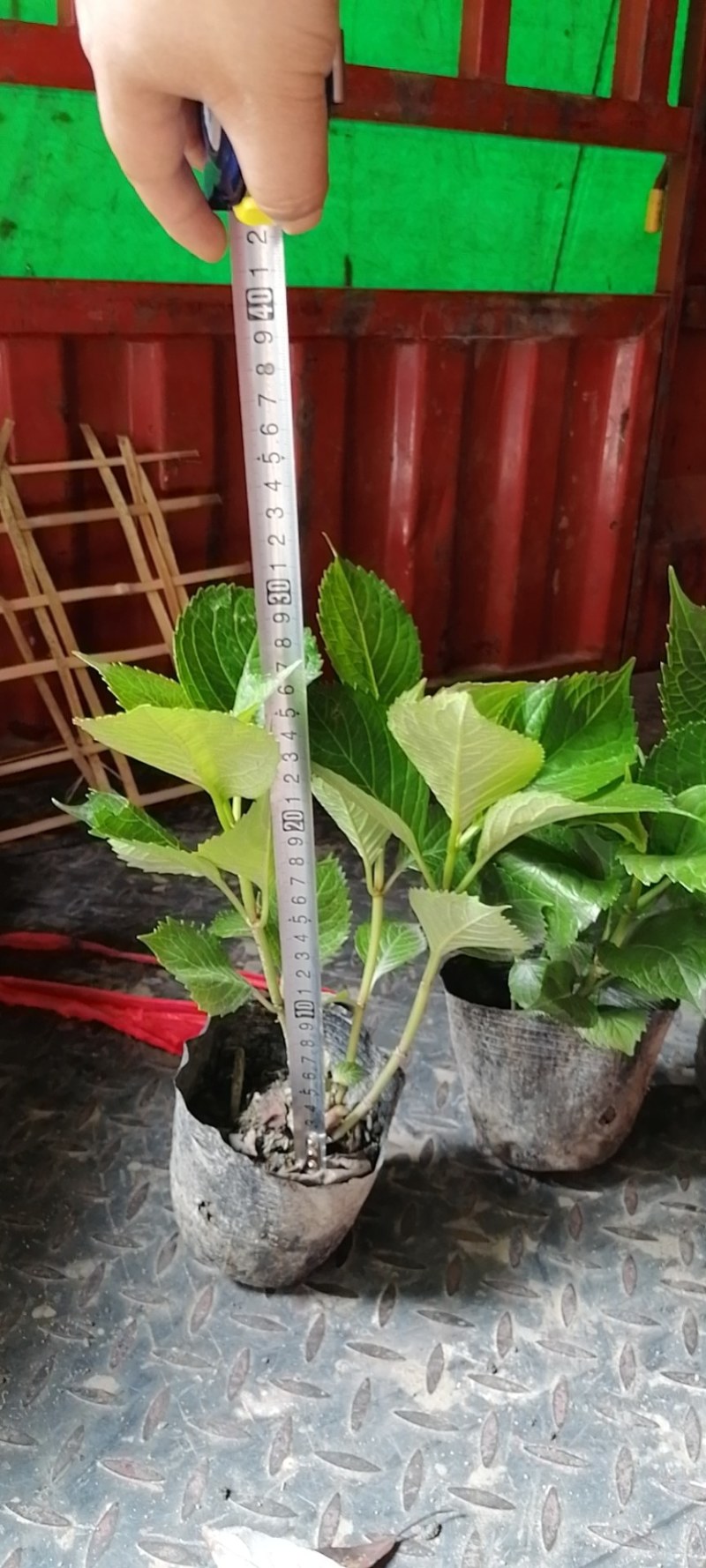 八仙花杯苗，地苗，工程苗，高度20-30公分