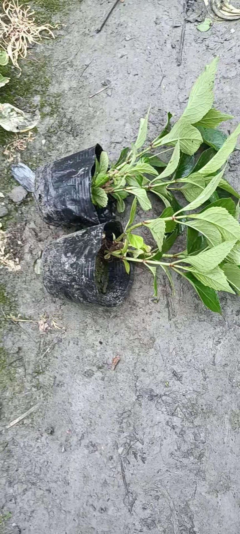 八仙花杯苗，地苗，工程苗，高度20-30公分