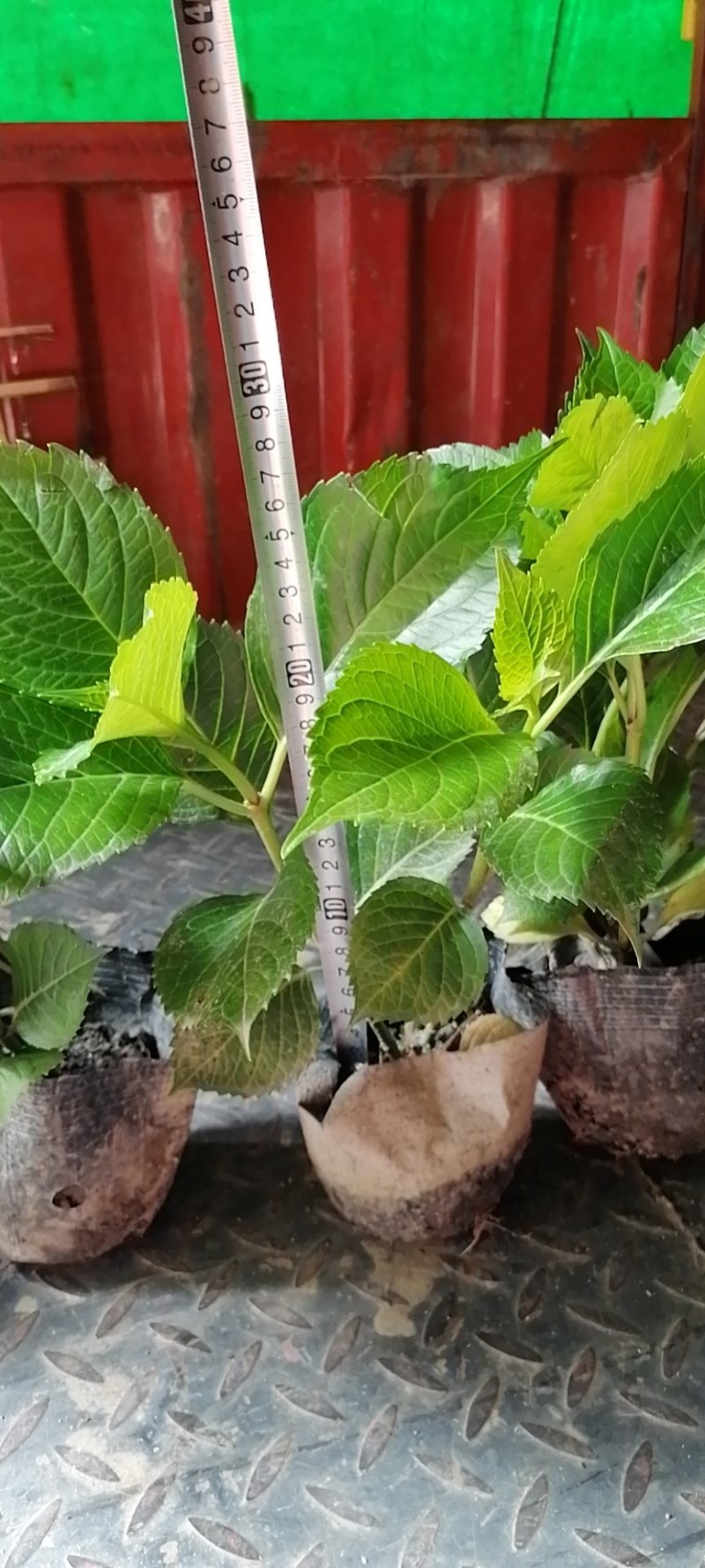 八仙花杯苗，地苗，工程苗，高度20-30公分