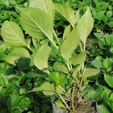 八仙花杯苗，地苗，工程苗，高度20-30公分