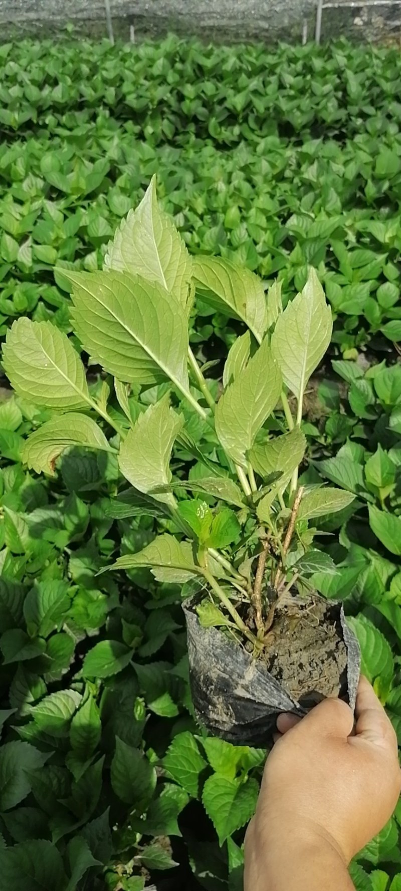八仙花杯苗，地苗，工程苗，高度20-30公分