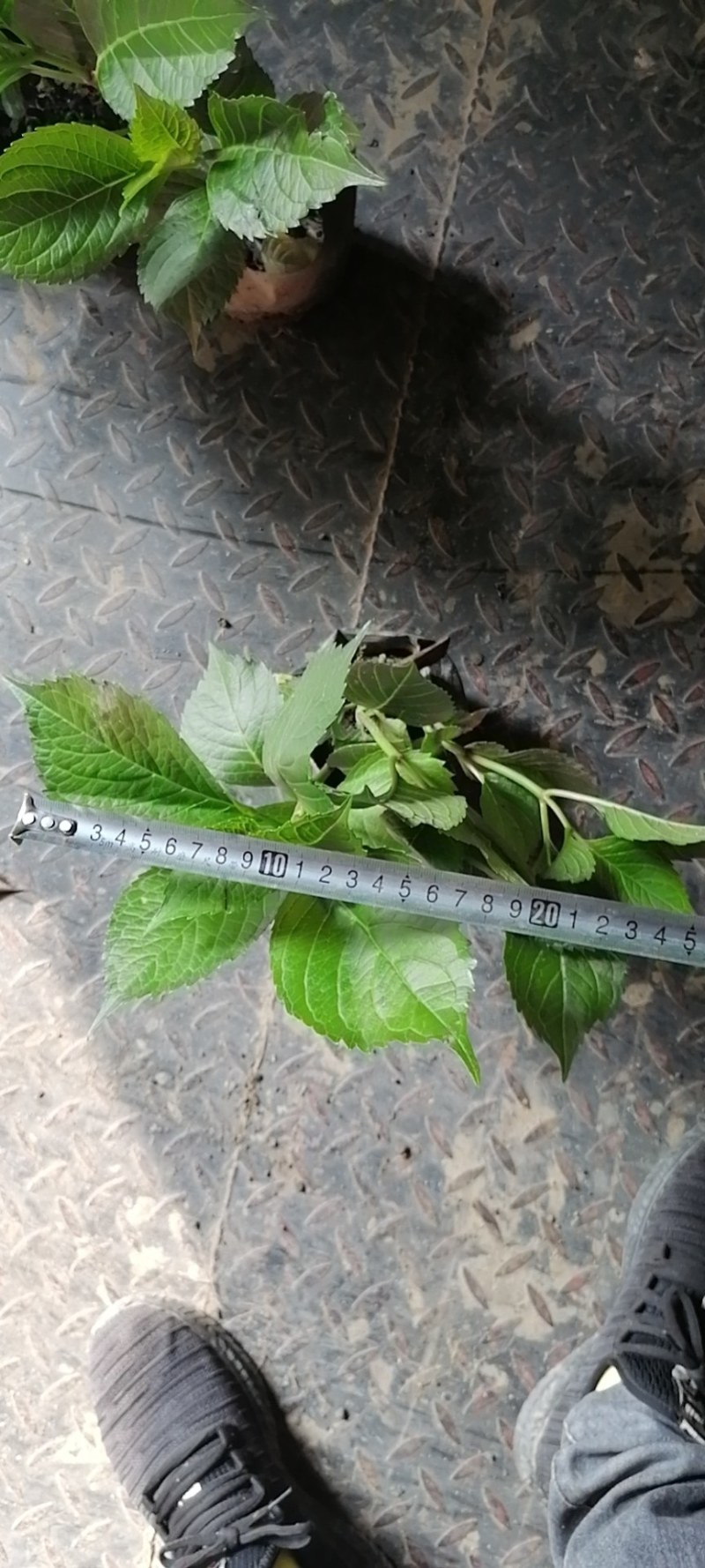 八仙花杯苗，地苗，工程苗，高度20-30公分