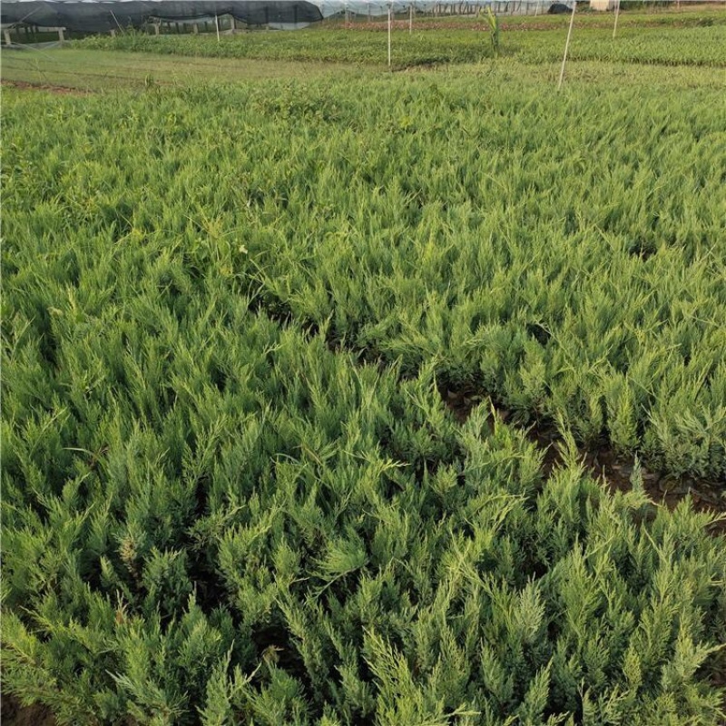 沙地柏，精品苗，基地直发，大量供应100万盆