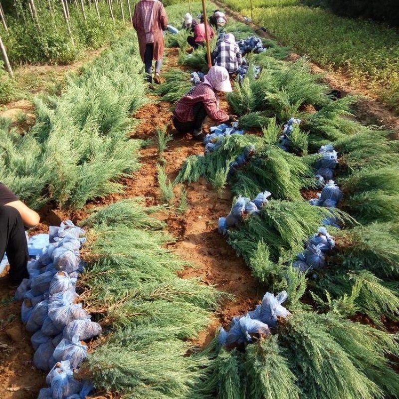 沙地柏，精品苗，基地直发，大量供应100万盆