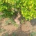 藤本植物