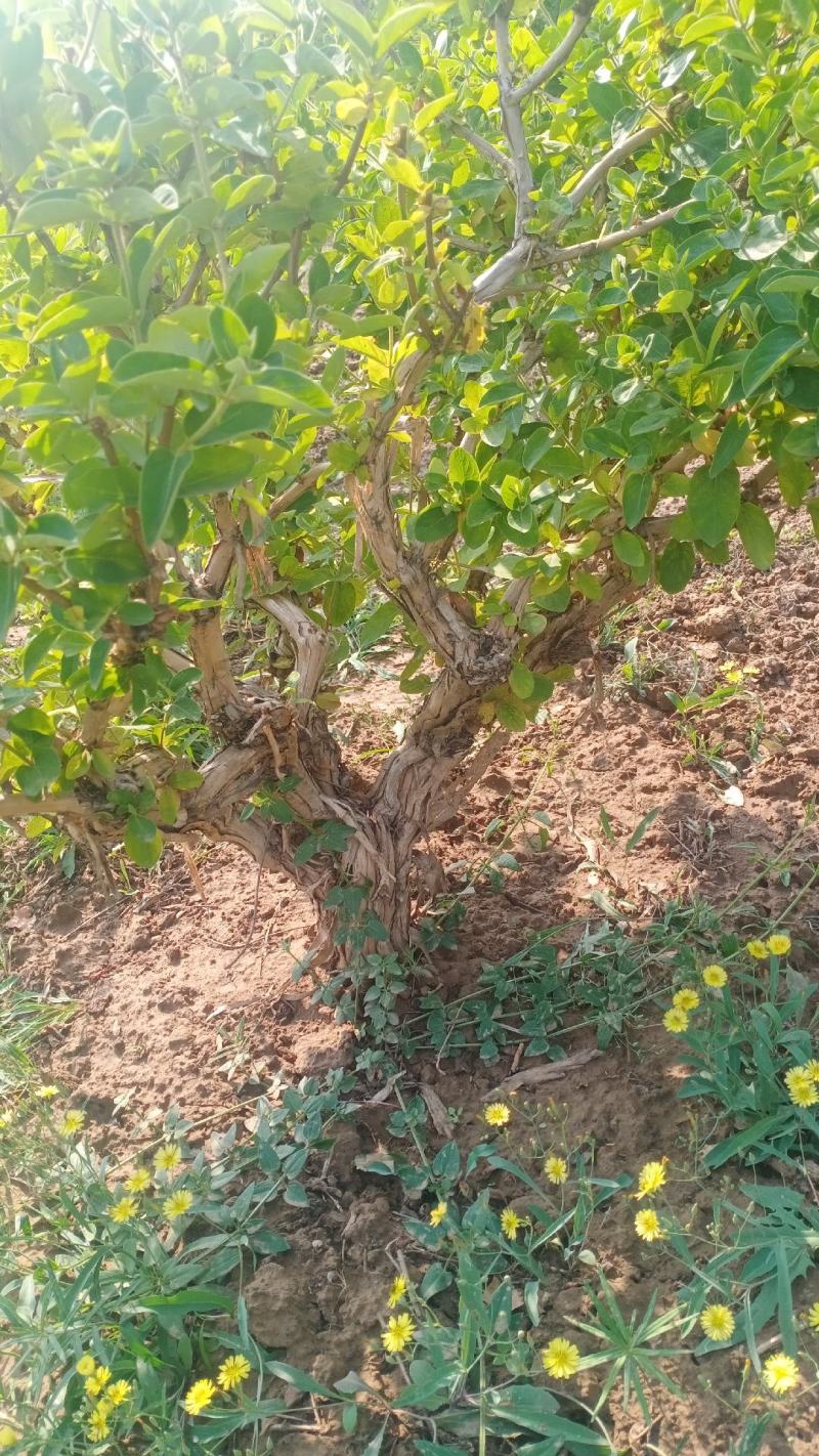 藤本植物