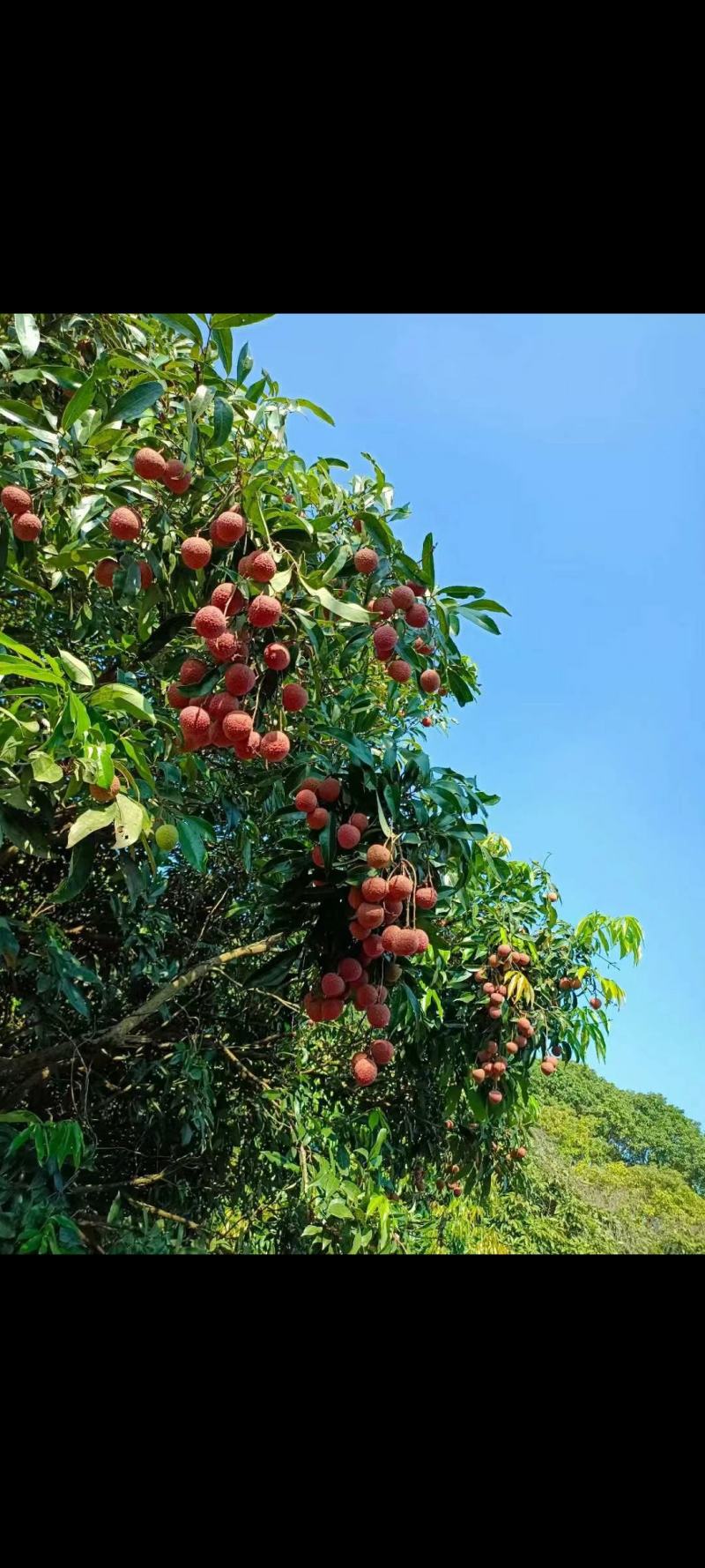 荔枝