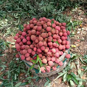 荔枝