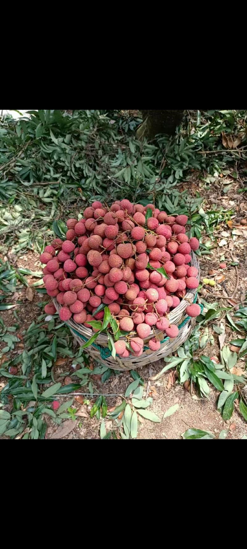 荔枝