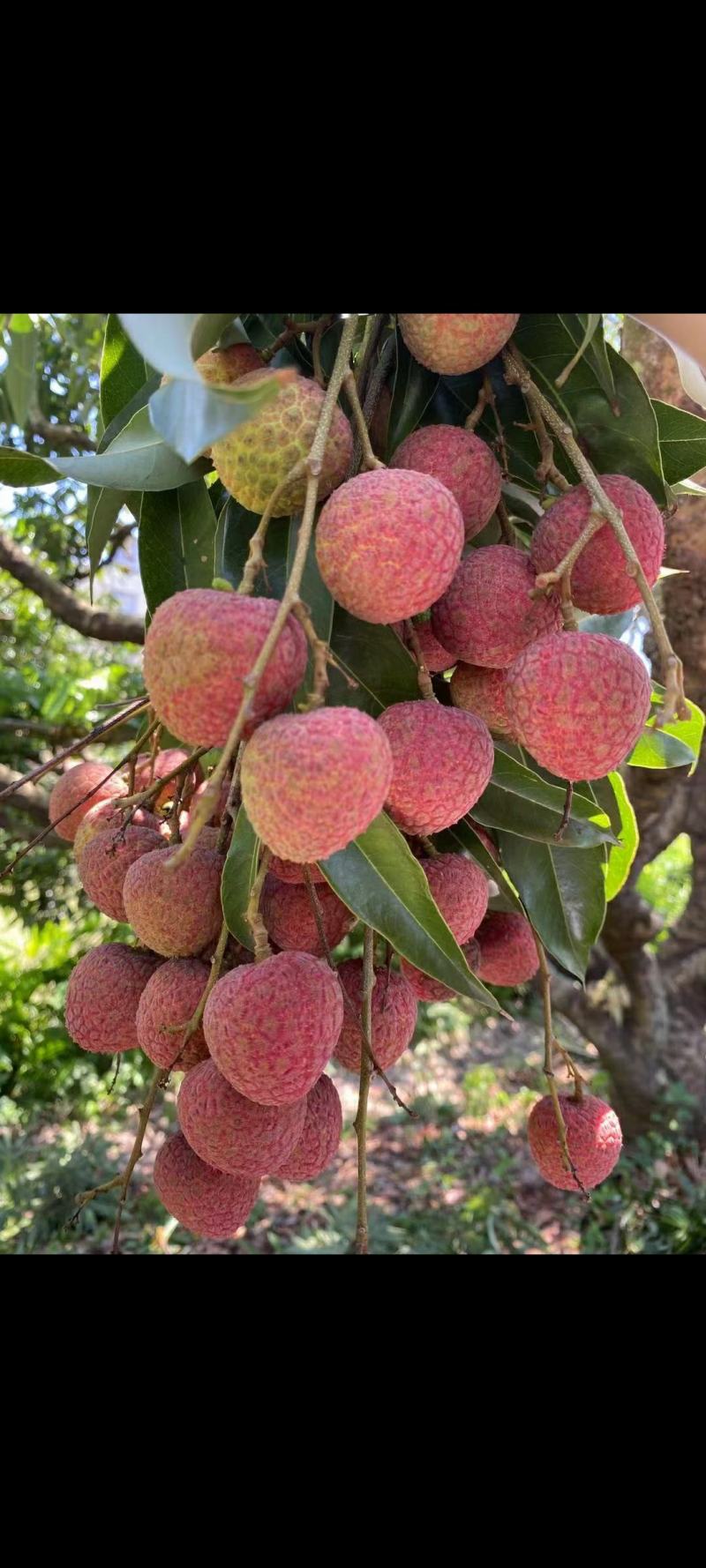 荔枝