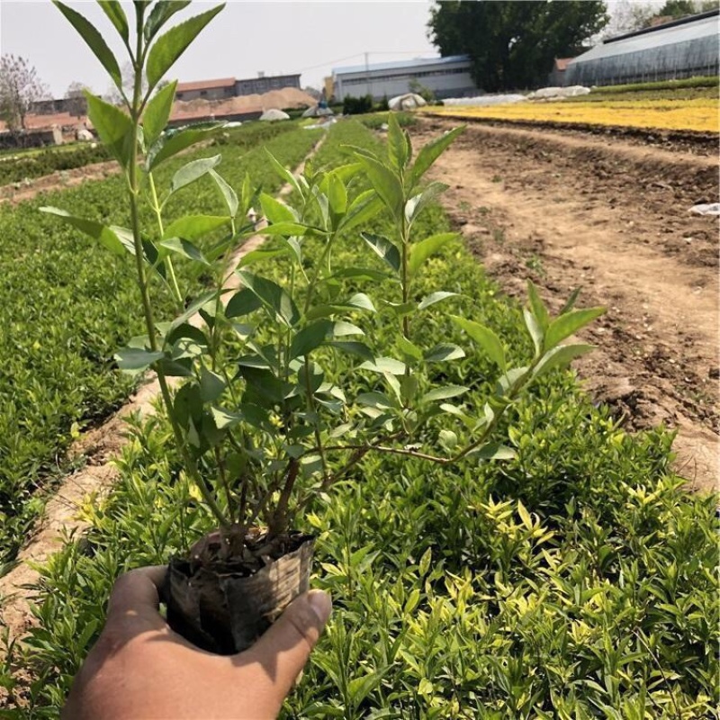 连翘，精品苗，规格齐全，基地直发，大量供应