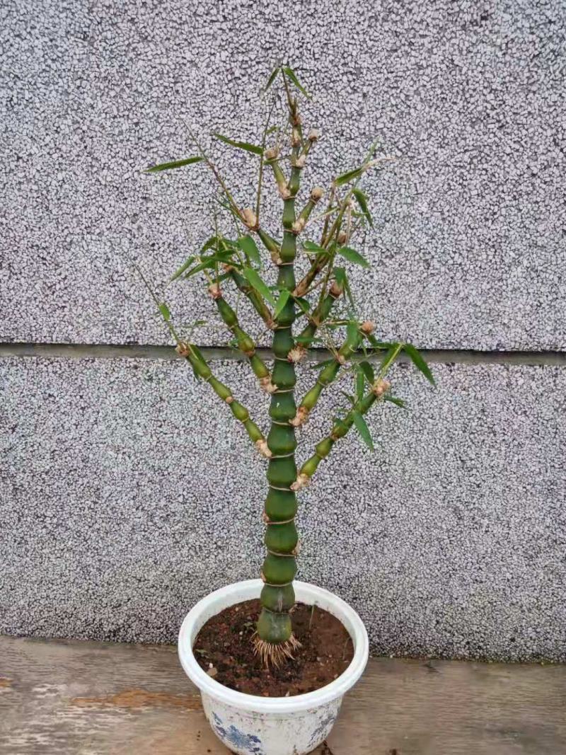 罗汉竹佛肚竹非龟甲竹地径4到8公分高60到120公